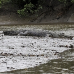 Crocodylus porosus at Preston, QLD - 7 Aug 2023 10:05 AM