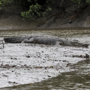 Crocodylus porosus at Preston, QLD - 7 Aug 2023 10:05 AM