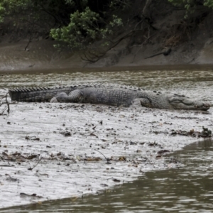 Crocodylus porosus at Preston, QLD - 7 Aug 2023