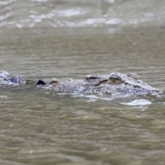 Crocodylus porosus at Preston, QLD - 7 Aug 2023 10:05 AM