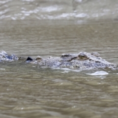 Crocodylus porosus at Preston, QLD - 7 Aug 2023 10:05 AM