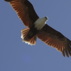 Haliastur indus (Brahminy Kite) at Glen Isla, QLD - 7 Aug 2023 by AlisonMilton