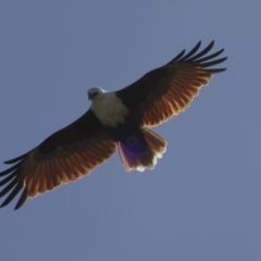 Haliastur indus at Glen Isla, QLD - 7 Aug 2023