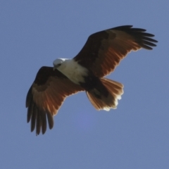 Haliastur indus at Glen Isla, QLD - 7 Aug 2023 12:23 PM