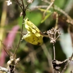 Eurema hecabe (Large Grass-yellow) at Glen Isla, QLD - 7 Aug 2023 by AlisonMilton