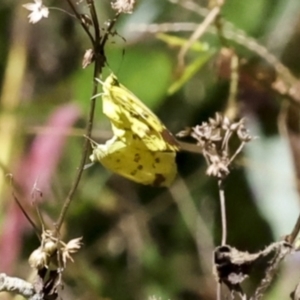 Eurema hecabe at Glen Isla, QLD - 7 Aug 2023 12:51 PM