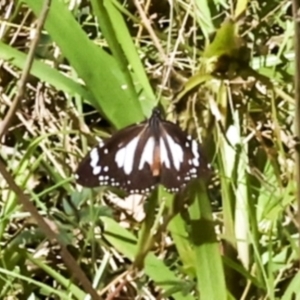 Danaus affinis at Glen Isla, QLD - 7 Aug 2023