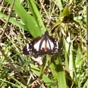 Danaus affinis (Marsh Tiger) at Glen Isla, QLD by AlisonMilton