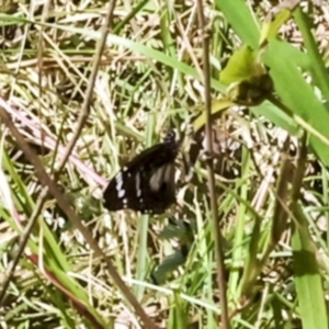 Danaus affinis at Glen Isla, QLD - 7 Aug 2023