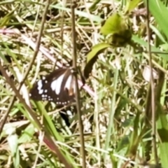 Danaus affinis at Glen Isla, QLD - 7 Aug 2023