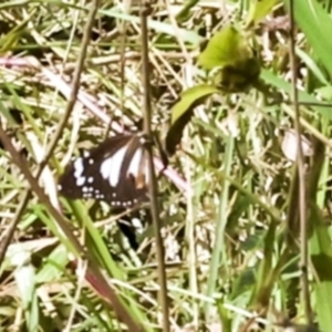 Danaus affinis at Glen Isla, QLD - 7 Aug 2023 12:48 PM