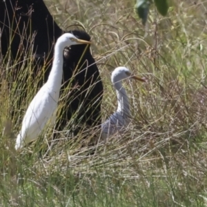 Bubulcus ibis (Cattle Egret) at Glen Isla, QLD by AlisonMilton
