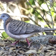 Geopelia humeralis (Bar-shouldered Dove) at Glen Isla, QLD - 7 Aug 2023 by AlisonMilton