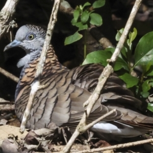 Geopelia humeralis at Glen Isla, QLD - 7 Aug 2023