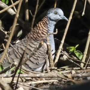 Geopelia humeralis at Glen Isla, QLD - 7 Aug 2023