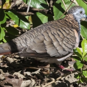 Geopelia humeralis at Glen Isla, QLD - 7 Aug 2023