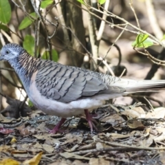 Geopelia humeralis at Glen Isla, QLD - 7 Aug 2023