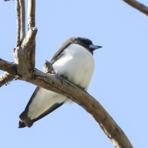 Artamus leucorynchus at Airlie Beach, QLD - 7 Aug 2023