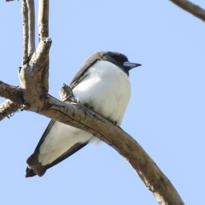 Artamus leucorynchus (White-breasted Woodswallow) at Airlie Beach, QLD - 7 Aug 2023 by AlisonMilton