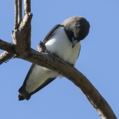 Artamus leucorynchus at Airlie Beach, QLD - 7 Aug 2023