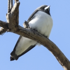 Artamus leucorynchus at Airlie Beach, QLD - 7 Aug 2023