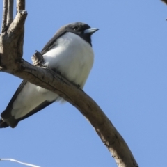 Artamus leucorynchus at Airlie Beach, QLD - 7 Aug 2023