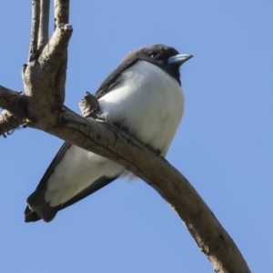 Artamus leucorynchus at Airlie Beach, QLD - 7 Aug 2023