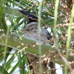 Philemon buceroides (Helmeted Friarbird) at Airlie Beach, QLD - 7 Aug 2023 by AlisonMilton