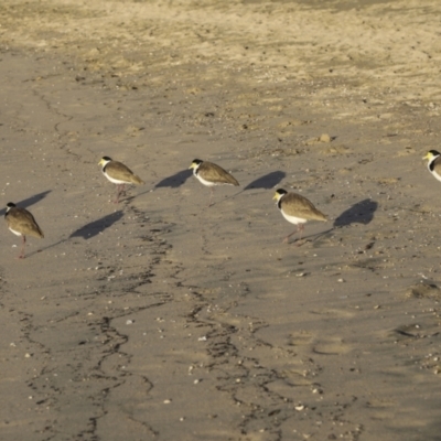Vanellus miles (Masked Lapwing) at Airlie Beach, QLD - 7 Aug 2023 by AlisonMilton