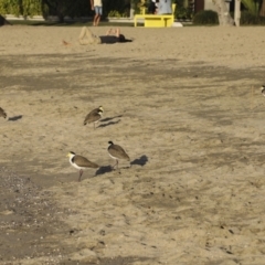 Vanellus miles at Airlie Beach, QLD - 7 Aug 2023