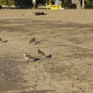 Vanellus miles at Airlie Beach, QLD - 7 Aug 2023 06:14 PM