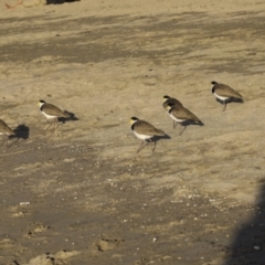 Vanellus miles at Airlie Beach, QLD - 7 Aug 2023 06:14 PM