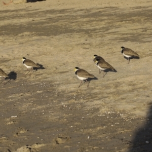 Vanellus miles at Airlie Beach, QLD - 7 Aug 2023