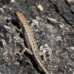 Unidentified Skink at Whitsunday Islands National Park - 8 Aug 2023 by AlisonMilton