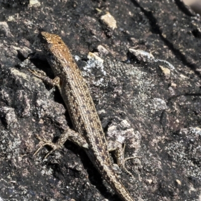 Unidentified Skink at Whitsundays, QLD - 8 Aug 2023 by AlisonMilton