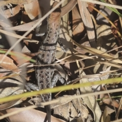 Unidentified Skink at Whitsundays, QLD - 8 Aug 2023 by AlisonMilton