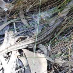 Unidentified Skink at Whitsunday Islands National Park - 8 Aug 2023 by AlisonMilton