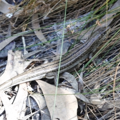 Unidentified Skink at Whitsundays, QLD - 8 Aug 2023 by AlisonMilton