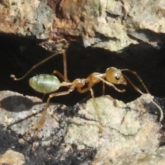 Unidentified Ant (Hymenoptera, Formicidae) at Whitsunday Islands National Park - 8 Aug 2023 by AlisonMilton