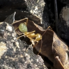 Oecophylla smaragdina at Whitsundays, QLD - 8 Aug 2023 10:23 AM