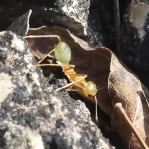 Oecophylla smaragdina at Whitsundays, QLD - 8 Aug 2023 10:23 AM