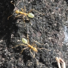 Oecophylla smaragdina at Whitsundays, QLD - 8 Aug 2023 10:23 AM