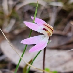 Caladenia fuscata (Dusky Fingers) at Gundaroo, NSW - 8 Sep 2023 by Gunyijan