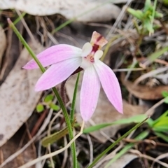 Caladenia fuscata at Gundaroo, NSW - suppressed