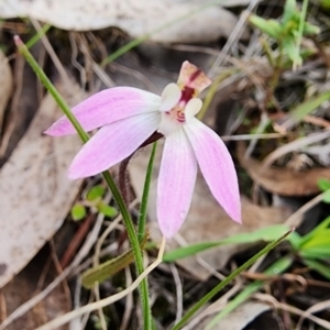 Caladenia fuscata at Gundaroo, NSW - suppressed