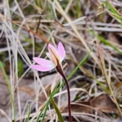 Caladenia fuscata at Gundaroo, NSW - suppressed