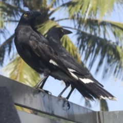 Strepera graculina (Pied Currawong) at Whitsundays, QLD - 8 Aug 2023 by AlisonMilton