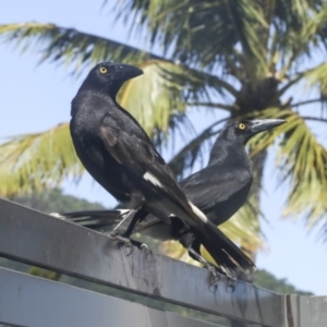 Strepera graculina at Whitsundays, QLD - 8 Aug 2023