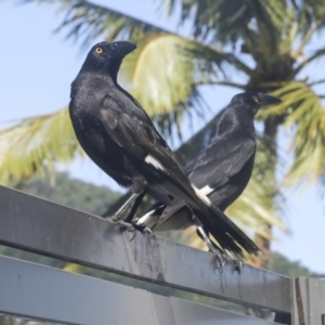 Strepera graculina at Whitsundays, QLD - 8 Aug 2023