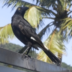 Strepera graculina at Whitsundays, QLD - 8 Aug 2023